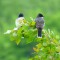Eastern Kingbird  Couple From Last Spring (Being today is the first day of spring 2016;)