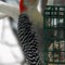 Red-bellied Woodpecker At The Suet