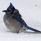 Blue Jay In The Snow Or  What’s Left Of It!