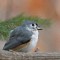 Tufted Titmouse greets the day
