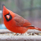Northern Cardinal male on a tray feeder