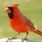 Male Northern Cardinal on a tray feeder