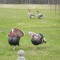 Unfortunately Today Our Second Of The Two Geese Passed Away Today-With Two Wild Turkeys-RIP You Two