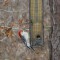 Male Red-bellied Woodpecker (3-20-16)