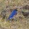 Bluebirds and Green Worm