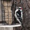 Male Downy Woodpecker (3-20-16)