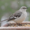Northern Mockingbird at a feeder in late winter