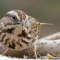 Song Sparrow on a tray feeder