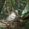 Nesting Mourning Dove