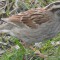 White-throated Sparrow with leg injury