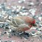 House Finch on our porch cleaning up the leftovers.