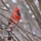 Father Cardinal in Spring Snow