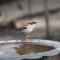 Two-stepping House Sparrow
