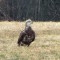 Immature Bald Eagle Feeding on Carrion