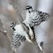 Two female Downy Woodpeckers having an altercation