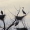 Great Blue Heron Nesting Colony