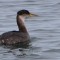 Red-necked Grebe, in winter plumage.