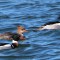 Two male, and a female Red-breasted Merganser