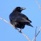 First Raven Visiting This Year…50 ft Up High In A Tree