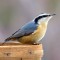 One Minute With A Nuthatch ;-)