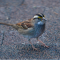 White-throated Sparrow With a Seed