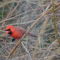 A Cardinal Next to a Budding Branch