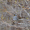 Beautiful White-throated Sparrow