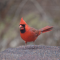 Cardinal in Spring