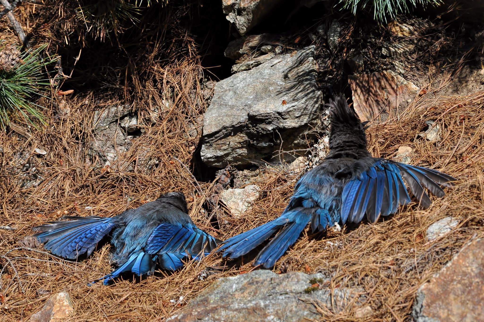 The Blue Jay and the Ant — The Naturalist's Notebook