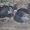 Turkeys in the Back Yard, Late March