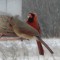 Crestless Cardinal