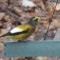 Evening grosbeak