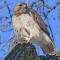 Red-tailed Hawk with Gray Squirrel