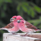 Purple Finches sharing a snack