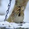 song sparrow and house finch