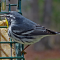 A rare visitor: Yellow-throated Warbler