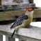 Red-bellied Woodpecker Taking A Rest