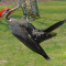 The mature male Pileated Woodpecker