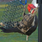 An agitated Pileated Woodpecker