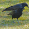 Crows in my yard