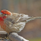 A colorful male House Finch at a tray feeder