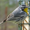 An annual visit by the Yellow-throated Warbler