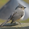 Tufted Titmouse on a wooden railing