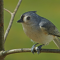 Tufted Titmouse having lunch