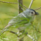 Titmouse among pine branches