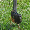 An unexpected Eastern Towhee
