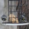Myrtle Warblers (4-27-16)