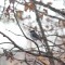 Tufted Titmouse (3-30-16)