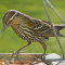 Immature male Red-winged Blackbird