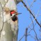 Woodpeckers on the Birding Trail